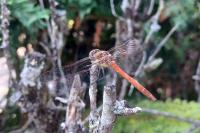 Sympetrum striolatum