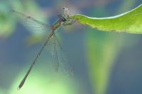 Leste vert