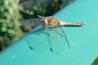Sympetrum striolatum