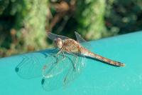 Sympetrum striolatum