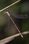 Lestes virens