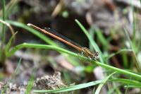 Platycnemis acutipennis