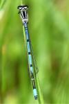 Coenagrion puella