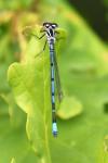 Coenagrion puella