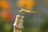 Sympetrum striolatum
