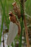 Cordulia aenea
