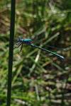 Lestes dryas