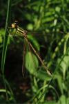 Lestes virens vestalis