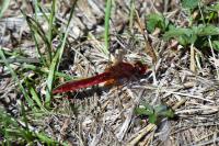 Crocothemis erythraea