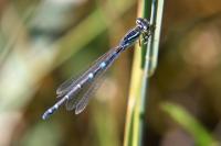 Coenagrion scitulum