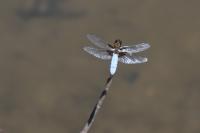 Libellula depressa