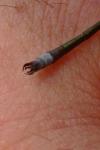Lestes dryas