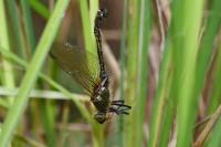 Cordulia aenea