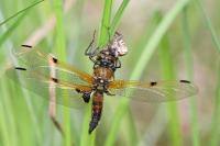 Libellula quadrimaculata