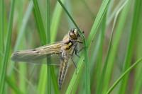 Libellula quadrimaculata