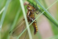 Libellula depressa