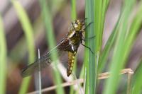 Libellula depressa