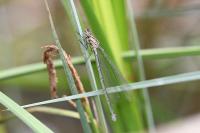 Coenagrion puella