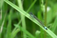 Ischnura elegans