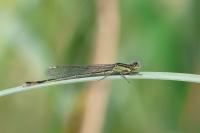 Agrion élégant