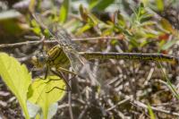 Gomphus pulchellus