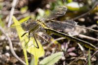 Gomphus pulchellus