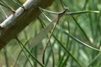 Platycnemis pennipes