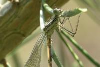 Platycnemis pennipes