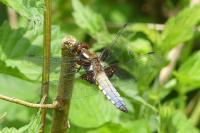 Libellula depressa