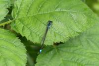 Agrion élégant