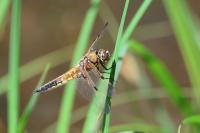 Libellula quadrimaculata