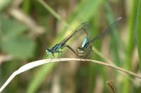 Agrion élégant