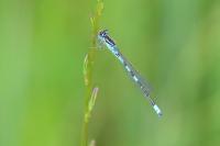 Coenagrion scitulum
