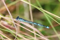 Erythromma lindenii