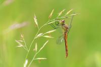 Sympetrum sanguineum