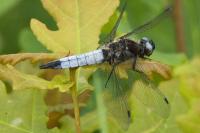 Libellula fulva