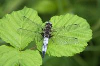 Libellula fulva
