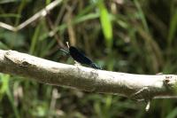 Calopteryx virgo