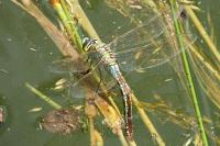 Anax imperator