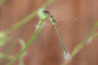 Lestes barbarus