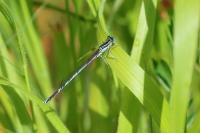 Platycnemis pennipes