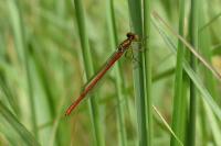 Ceriagrion tenellum