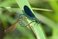 Calopteryx virgo