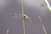 Libellula quadrimaculata