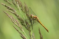 Sympetrum striolatum