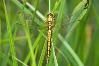 Orthetrum cancellatum