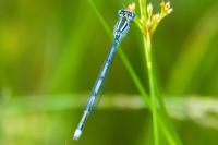Erythromma lindenii