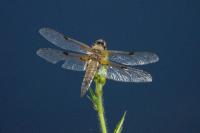 Libellula quadrimaculata