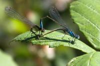 Ischnura elegans