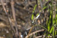 Orthetrum albistylum
